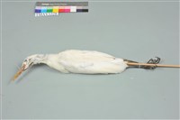 藏品(黃頭鷺)的圖片